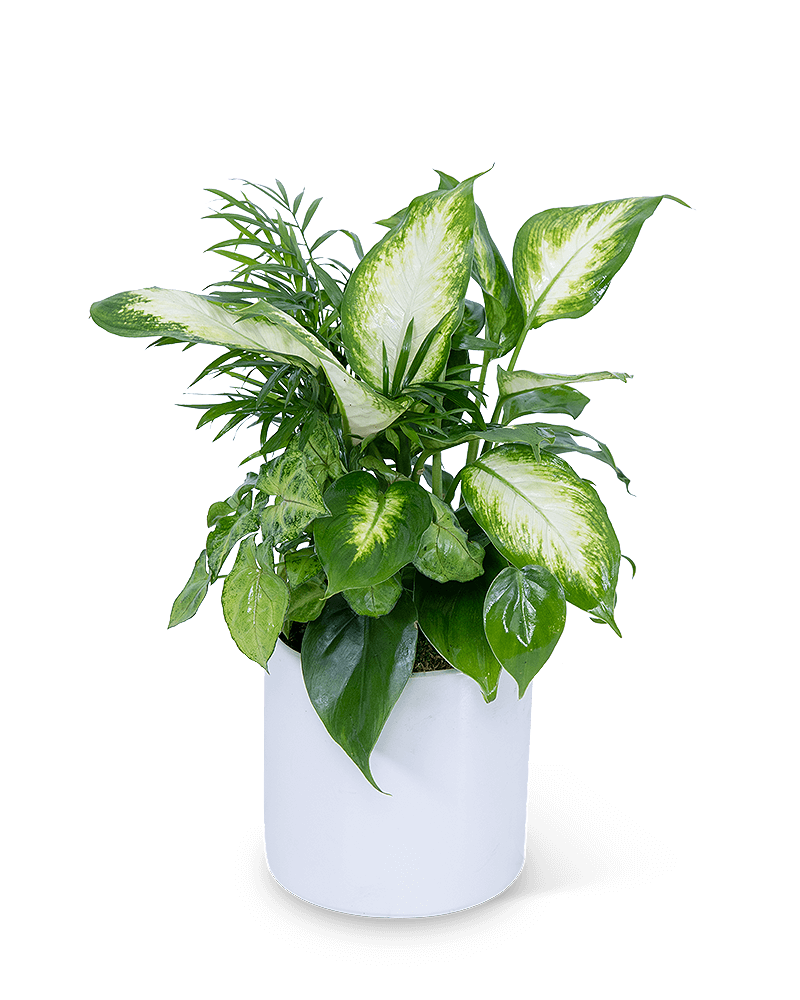 Mixed Planter