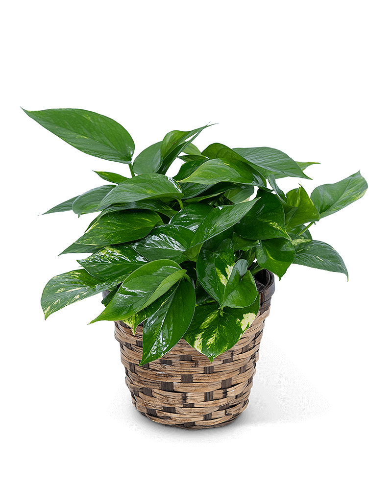 Pothos Plant in Basket