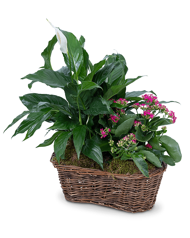 Harmony Basket