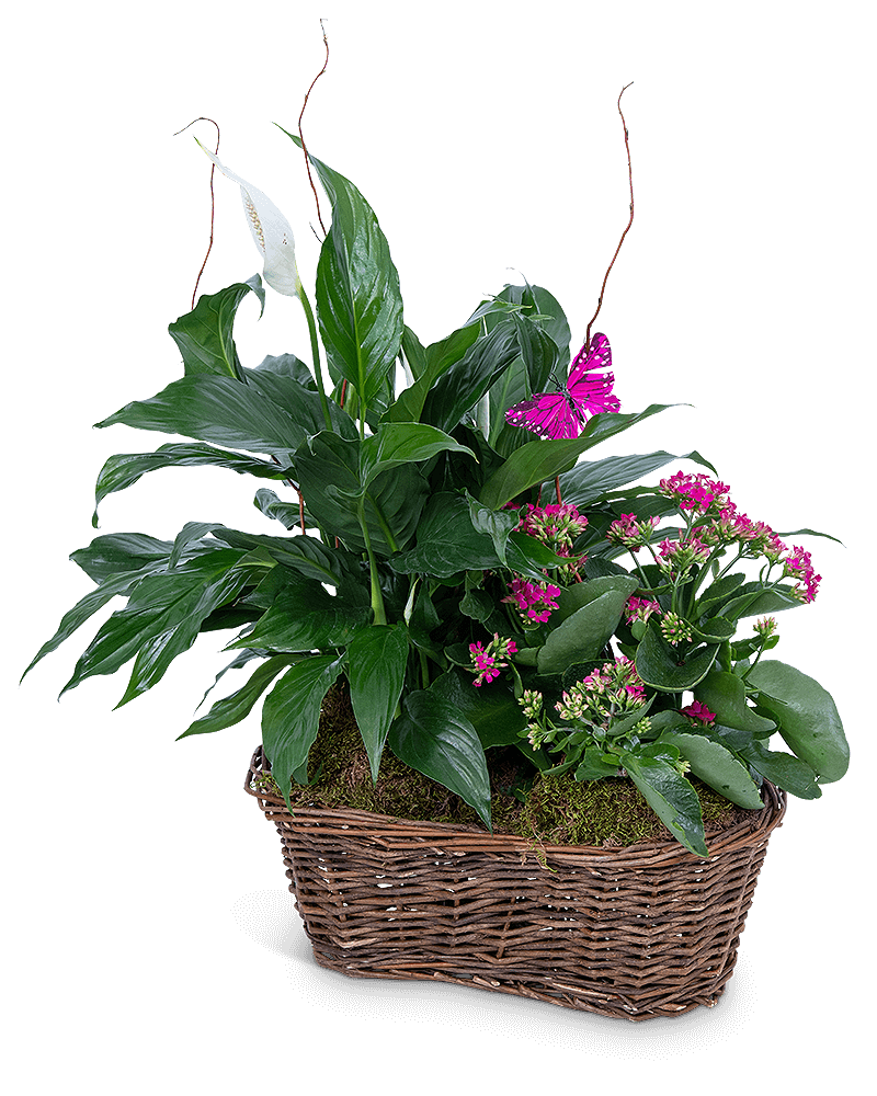Harmony Basket with Butterflies