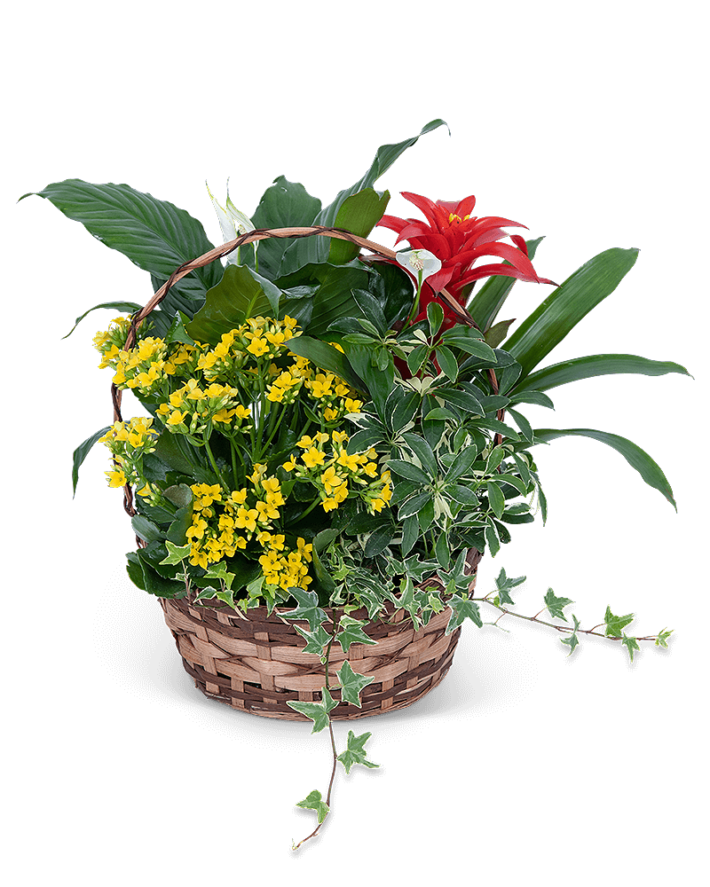 Blooming Dish Garden
