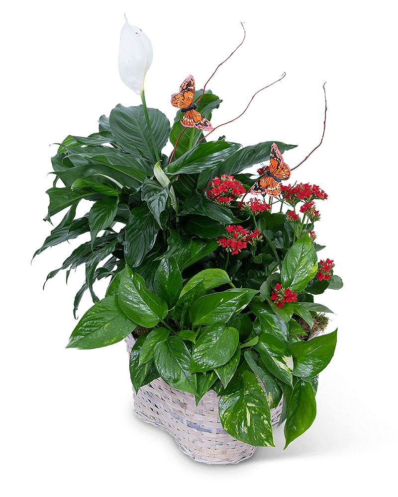 Verdant Basket with Butterflies
