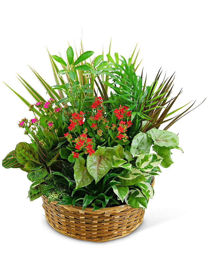 Large Blooming Dish Garden