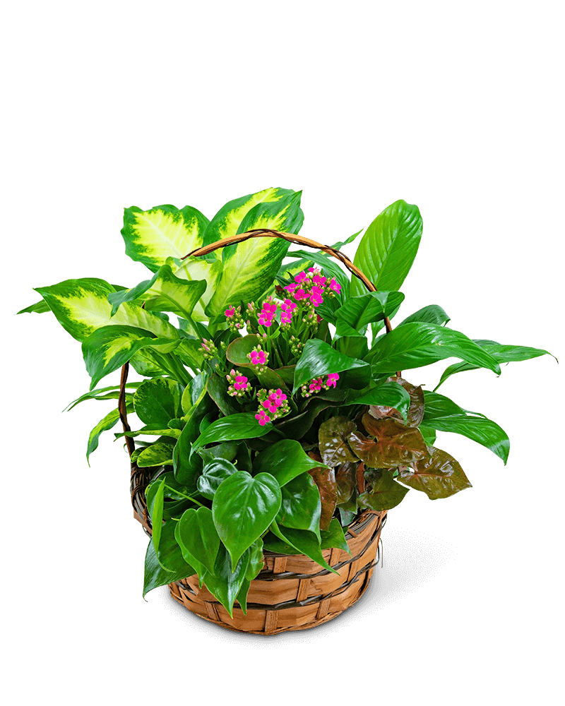 Medium Blooming Dish Garden