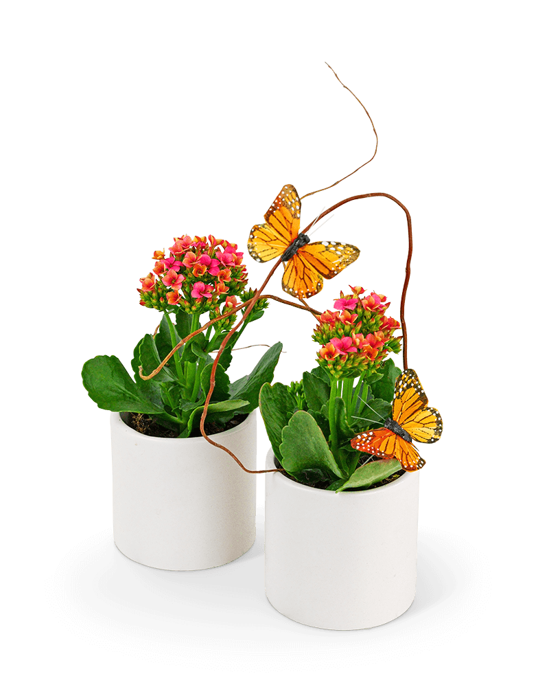 Kalanchoe Garden Duo