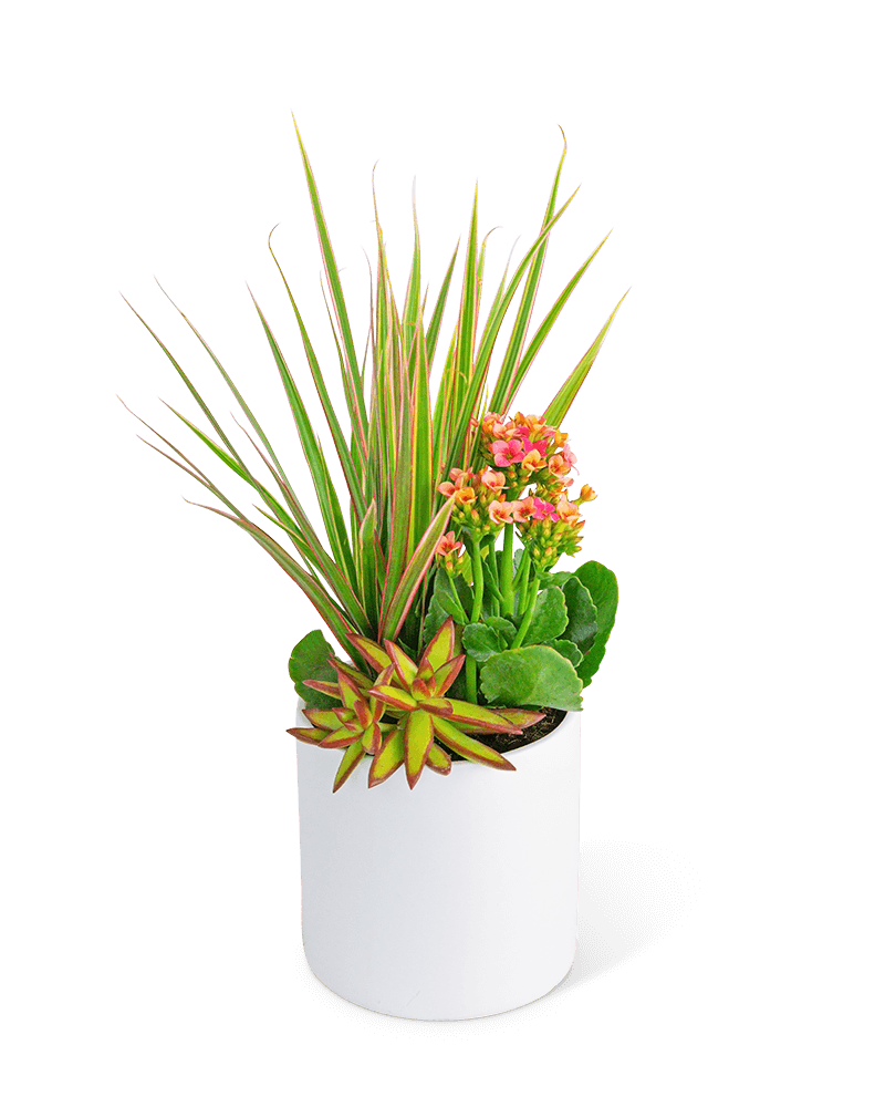 In Bloom Trio