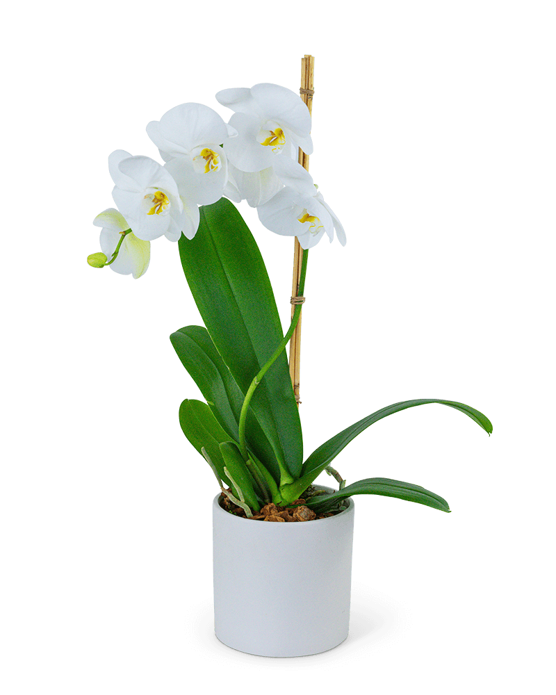 White Orchid Plant