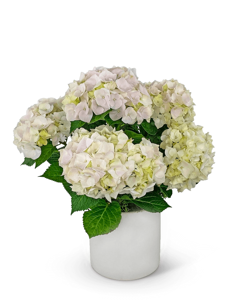 Blush Hydrangea Plant