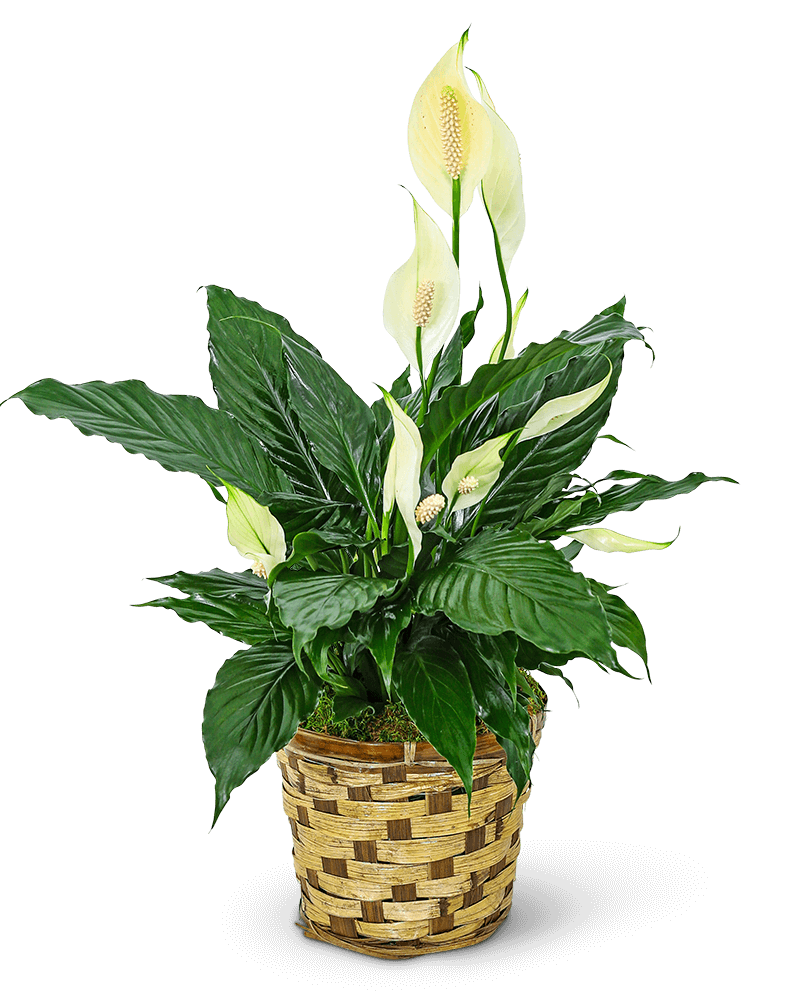 Tranquility Peace Lily Plant