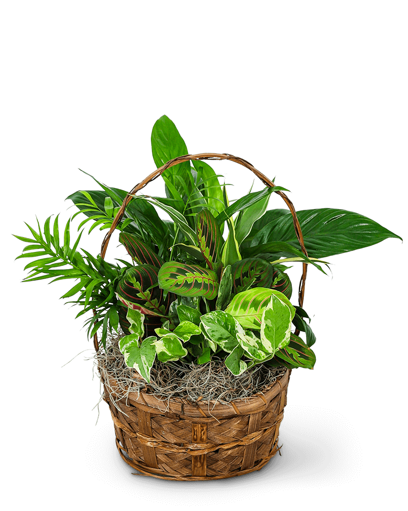 Evergreen Oasis Dish Garden