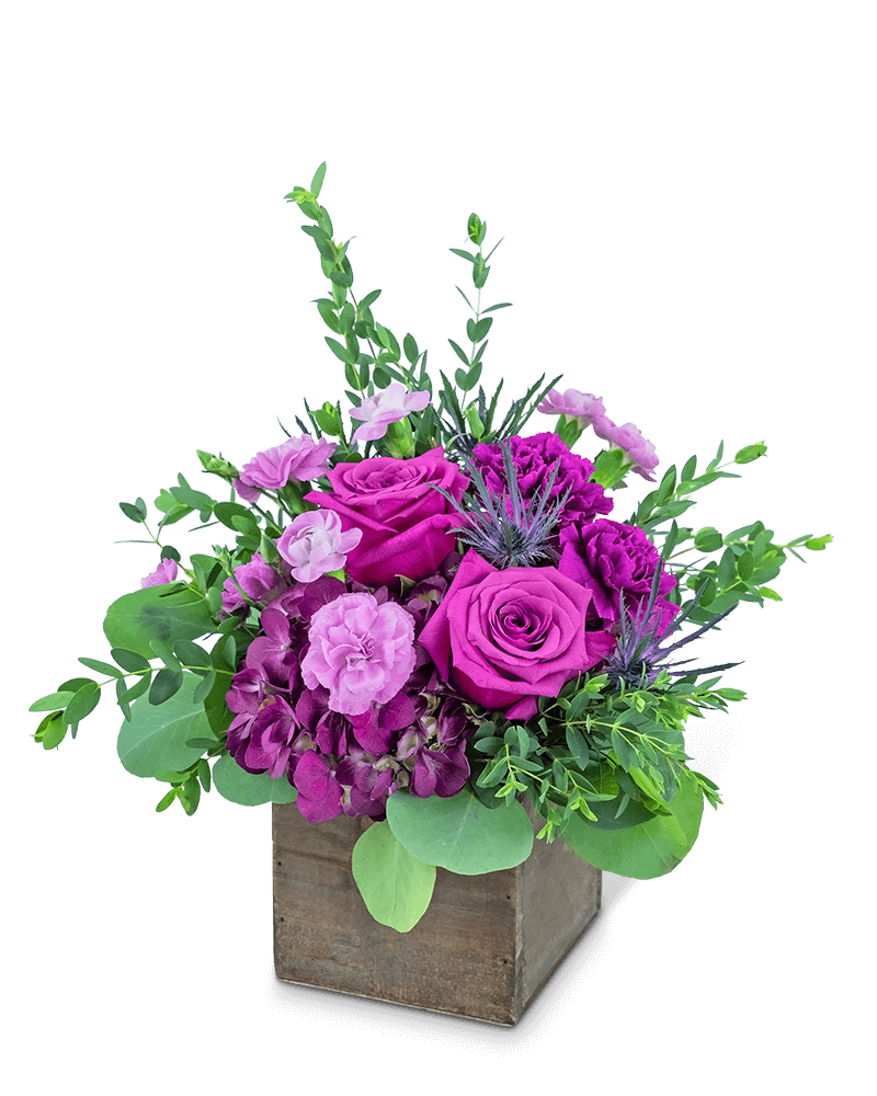 Violeta