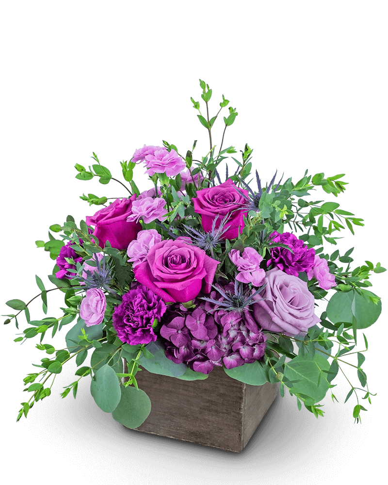 Violet Harmony