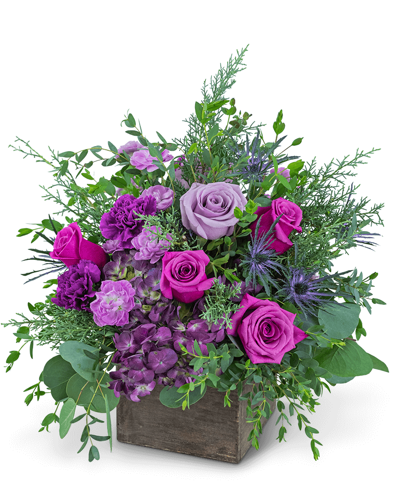 Violet Enchantment