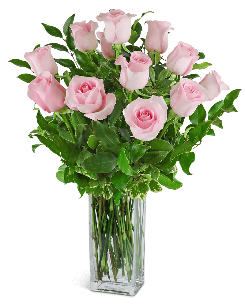 One Dozen Light Pink Roses