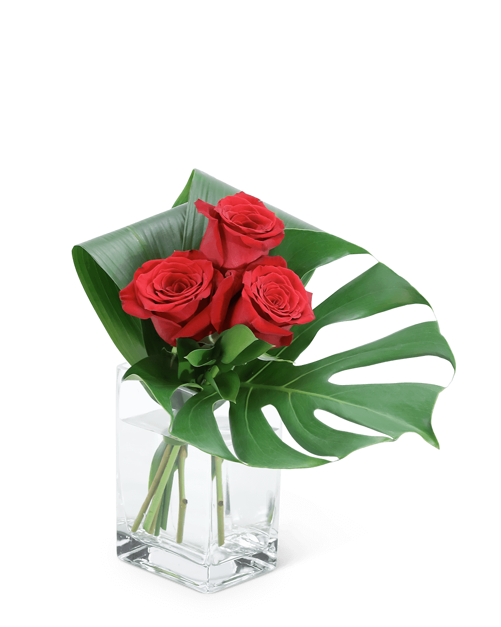 Modern Roses (3)