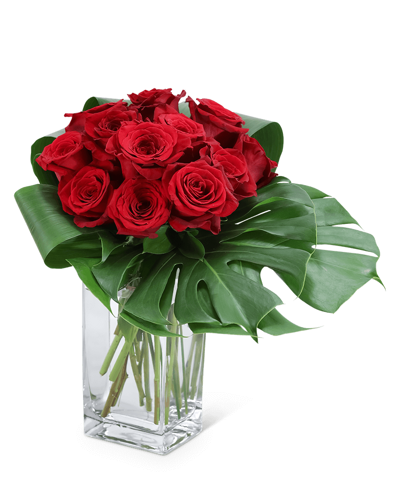 Modern Roses (12)