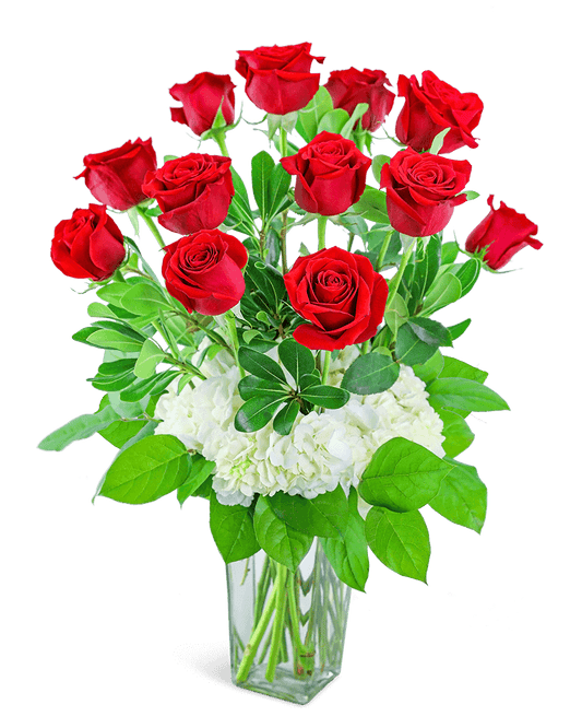 One Dozen Red Roses with Hydrangea