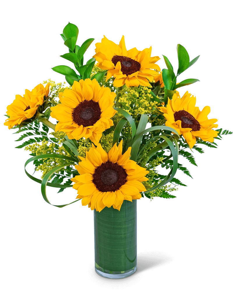 Ray Of Golden Sunflowers