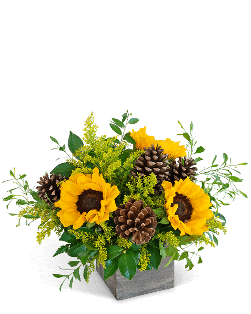 Harvest Sunburst Beauty