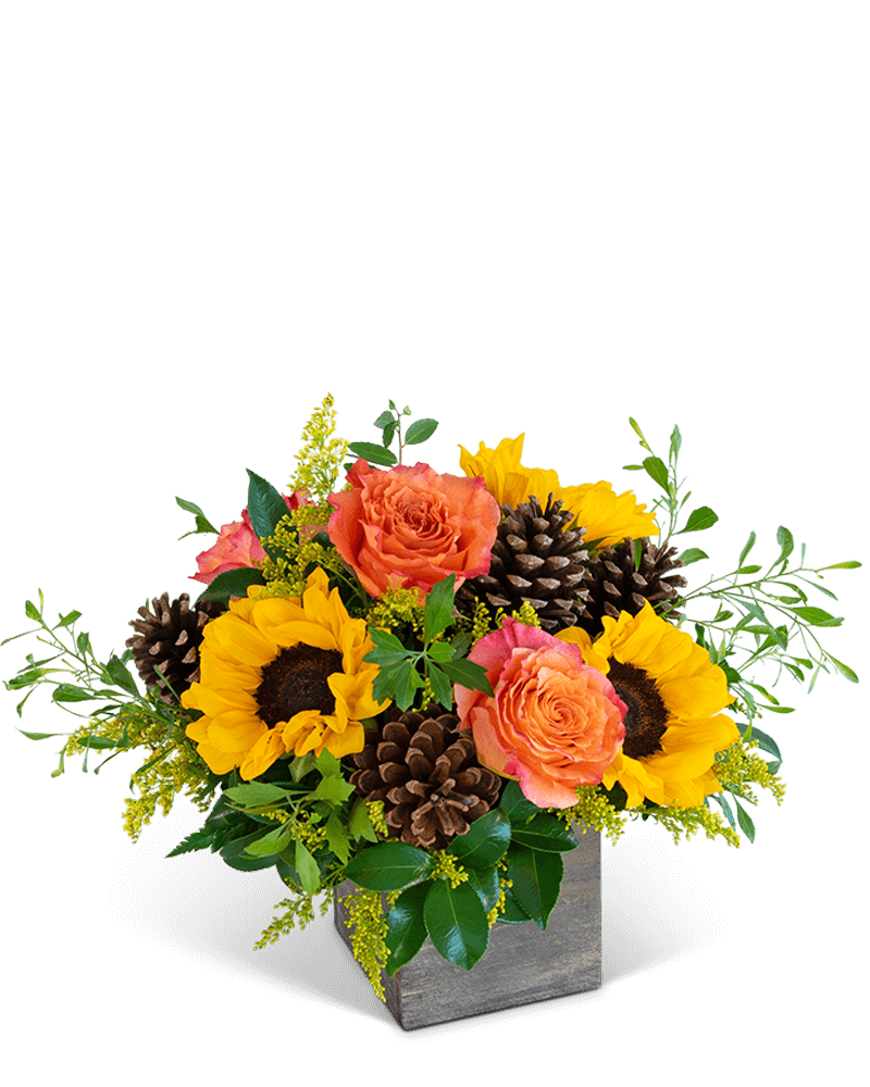 Harvest Sunburst Harmony