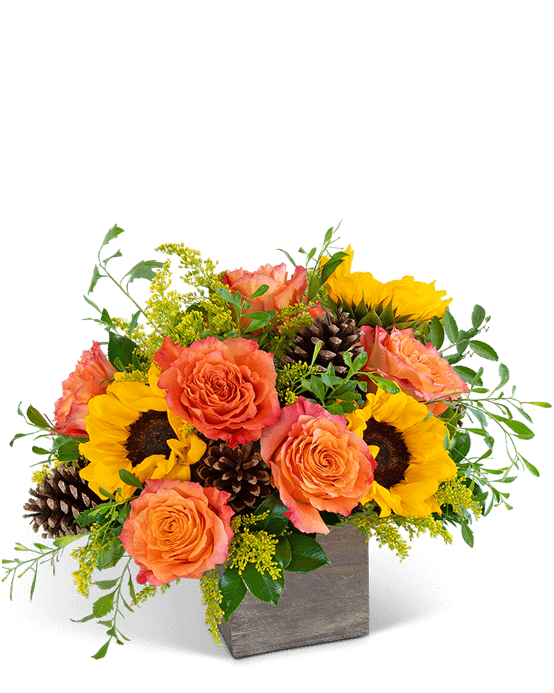 Harvest Sunburst Luxe