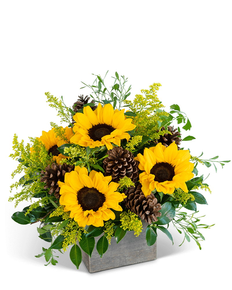 Glowing Harvest Beauty