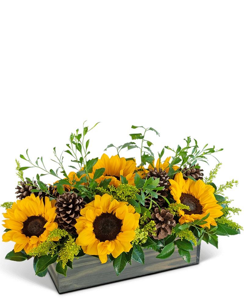 Rustic Fields in Autumn