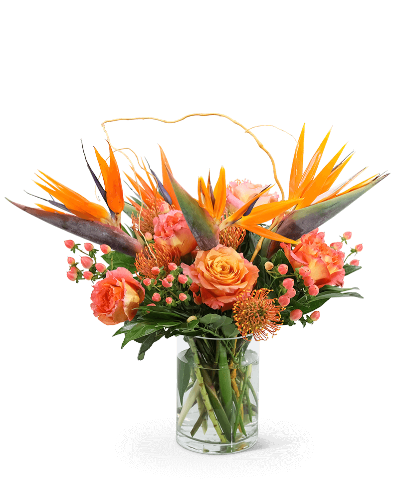 Spirit of the Tropics