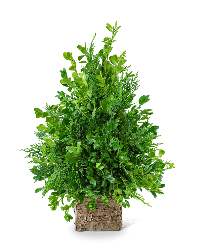 Boxwood Simplicity Tree