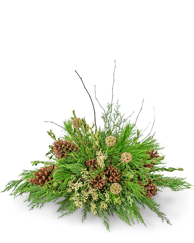 Evergreen Simplicity