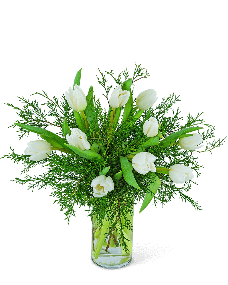 Winter White Tulips
