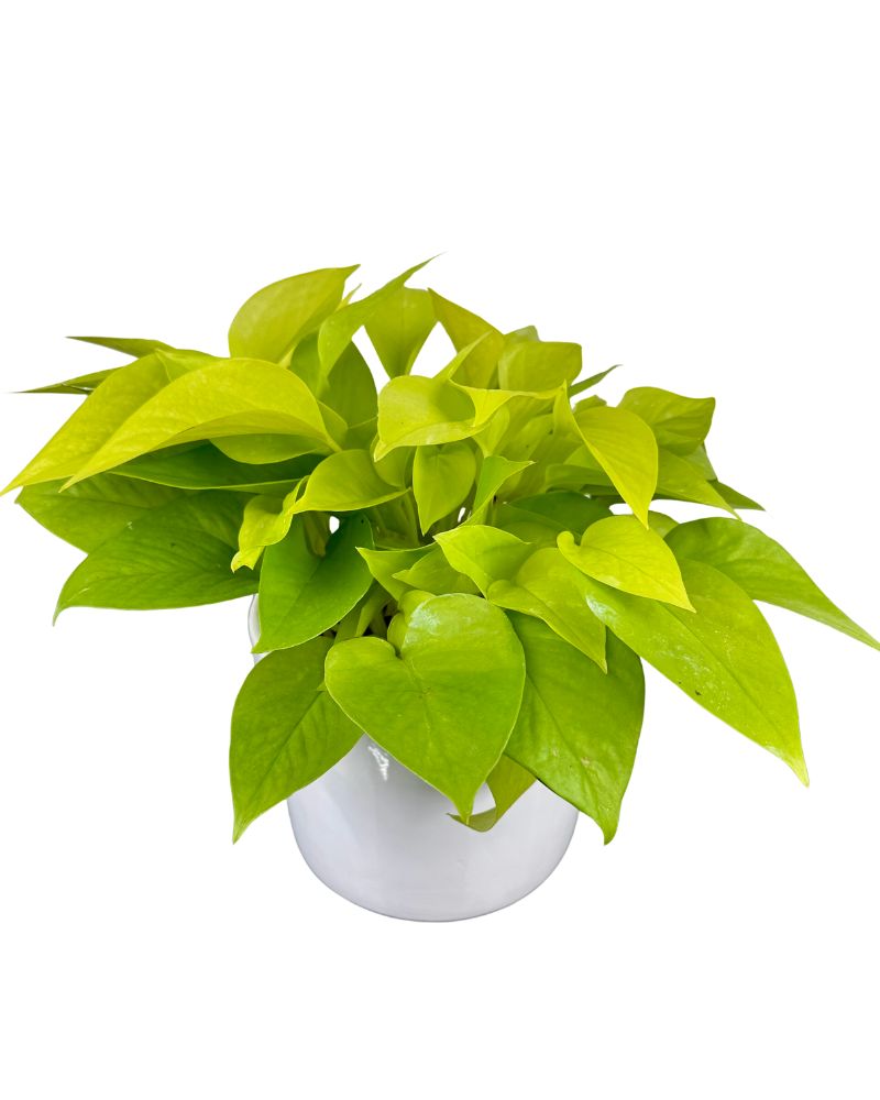 red pothos Novelty Pothos