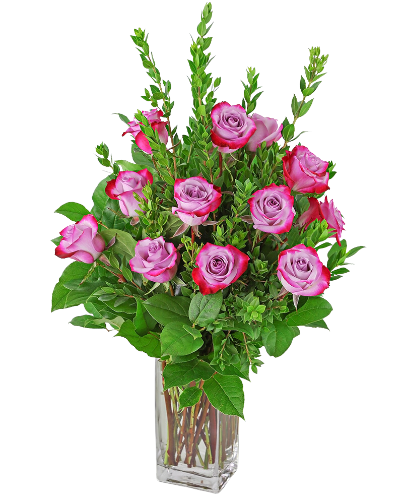 Vibrant Lavender Roses (12)