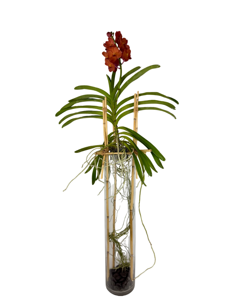 Vandi Orchid