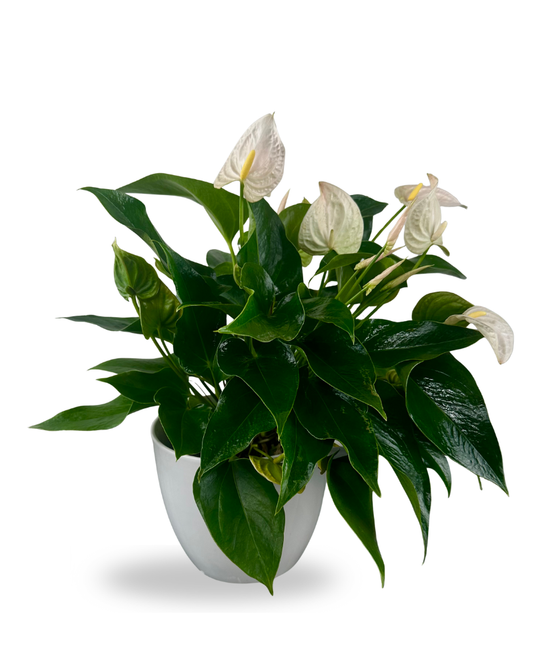 Anthurium Pearl