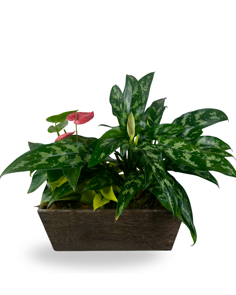Anthurium Medium Planter
