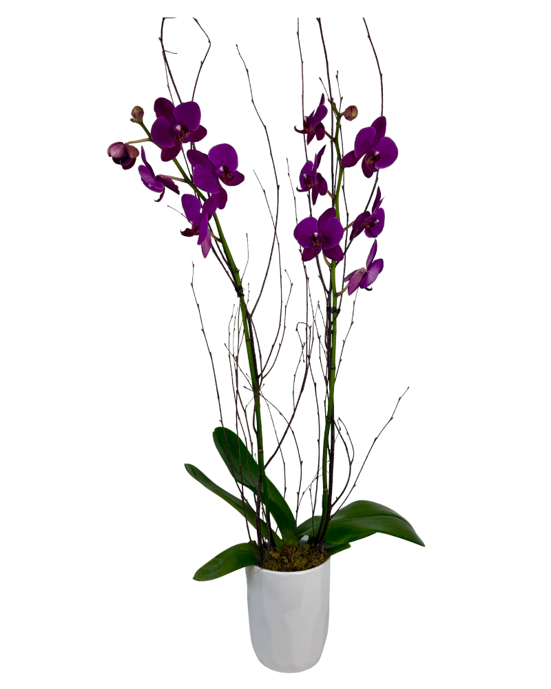 Double Purple Orchid
