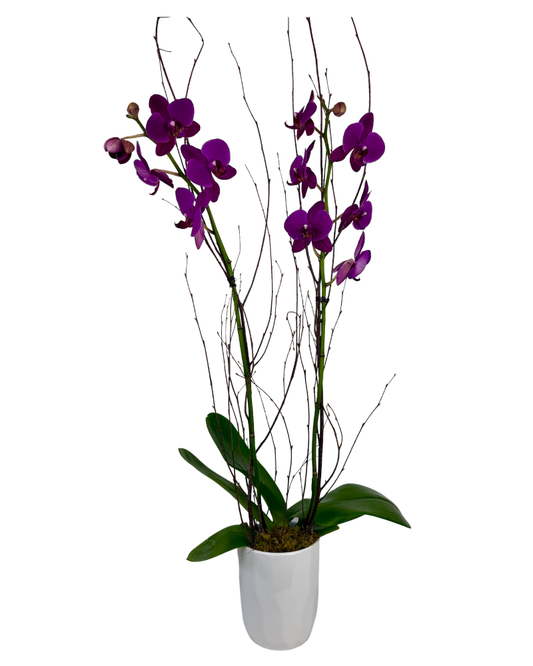 Double Purple Orchid