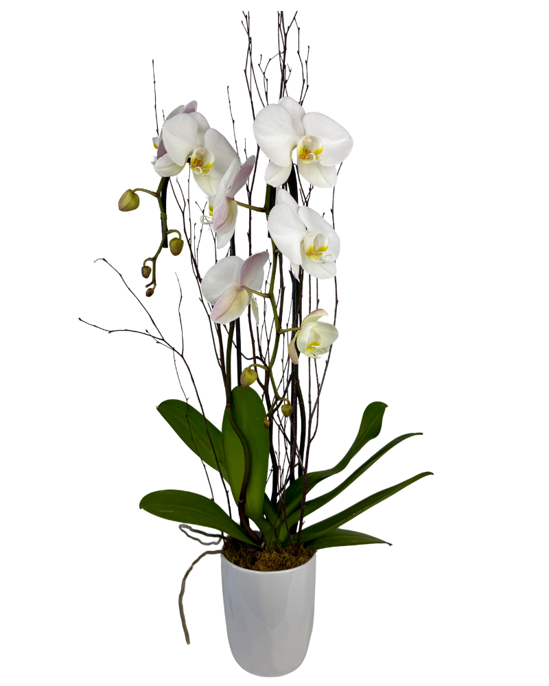 Double White Orchid