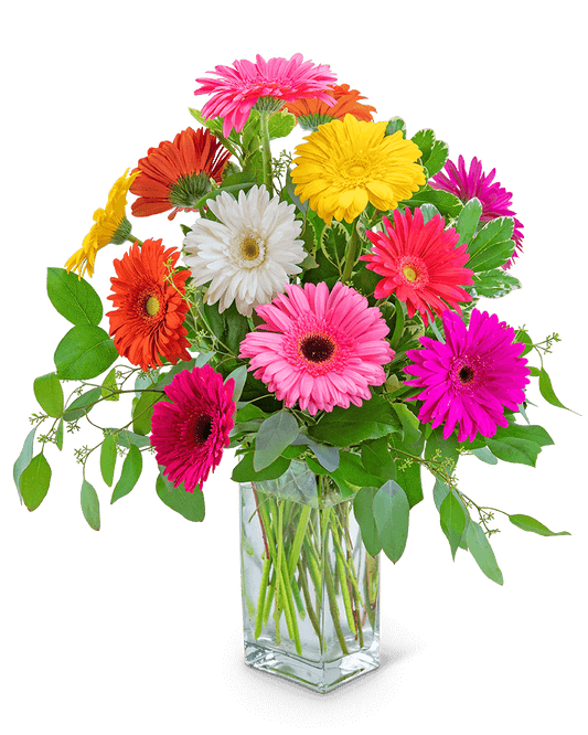 One Dozen Dashing Gerbera