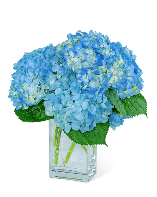 Hydrangeas In Blue