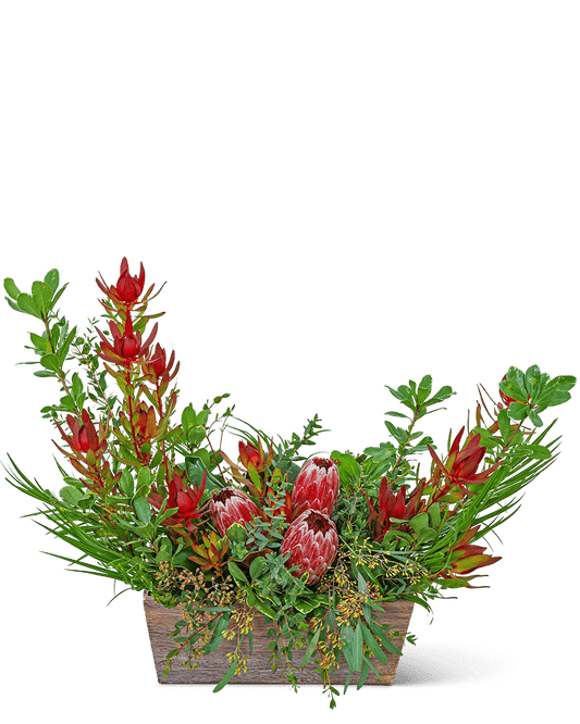 Wild Protea Crescent