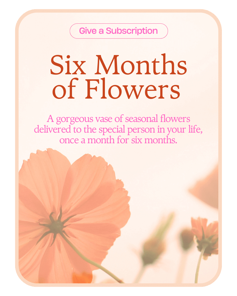 Bouquet of the Month Club (6)