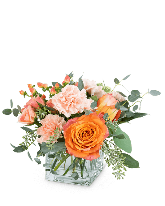 Coral Crush