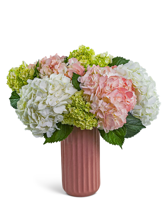 Hint of Pink Hydrangea