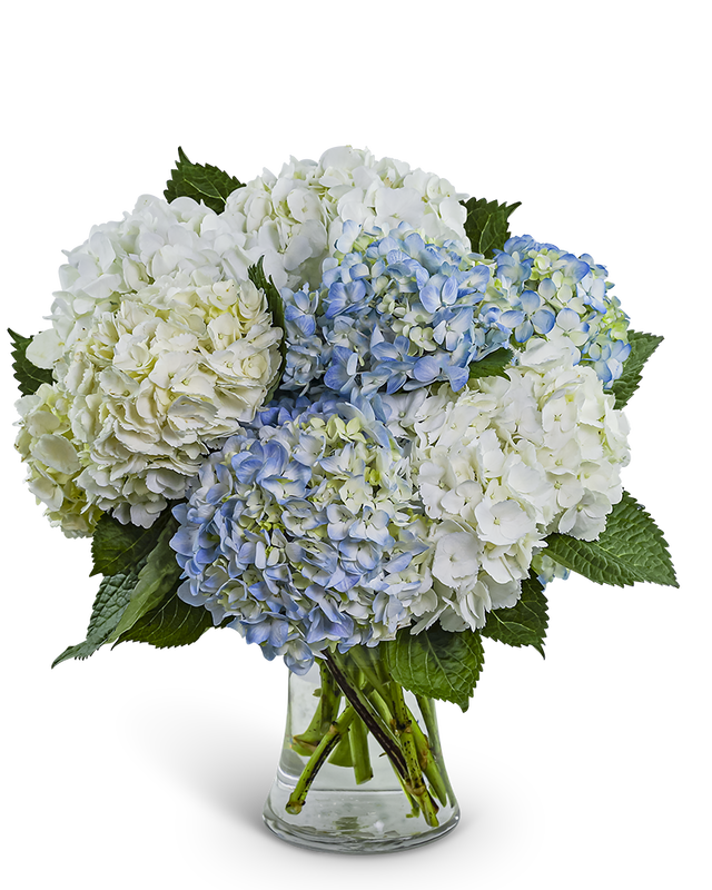 Lovely Lush Hydrangea