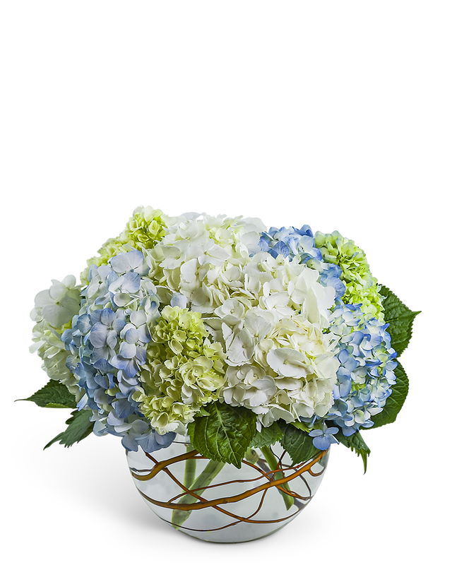 Modern Hydrangea