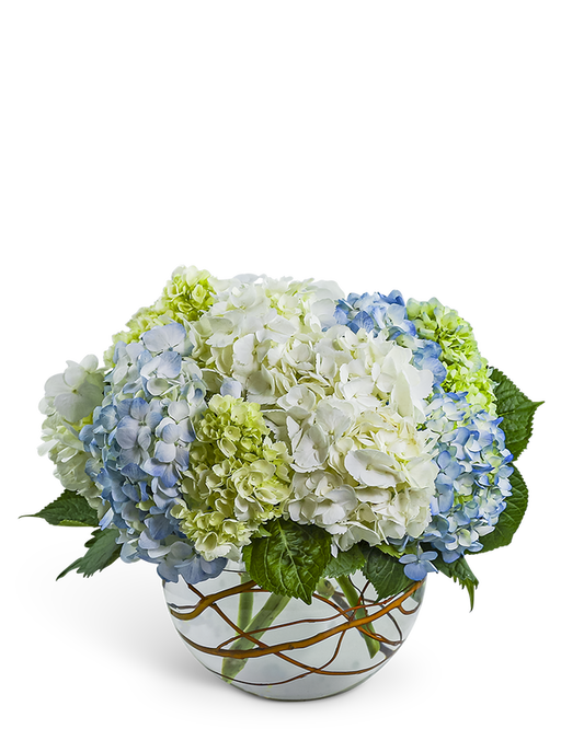 Modern Hydrangea
