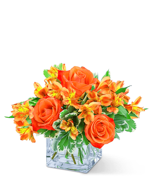 Fresh Tangerine
