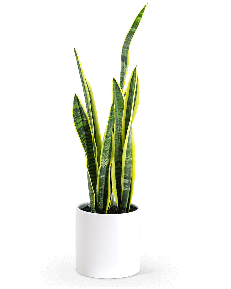 Sansevieria Plant